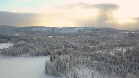 Luftpanorama,-Pinienwald-Im-Winter-Während-Der-Goldenen-Stunde-Mit-Dickem-Schnee-Bedeckt