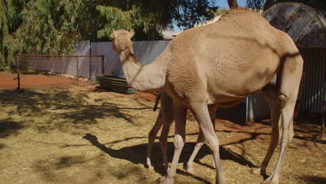 A-female-dromedary-camel-in-an-enclosure-feeding-her-young-calf