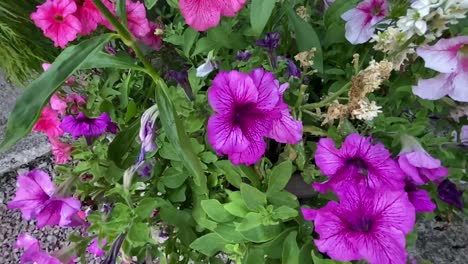 Varied-pink-petunias-with-Sweet-Williams-in-a-large-pot