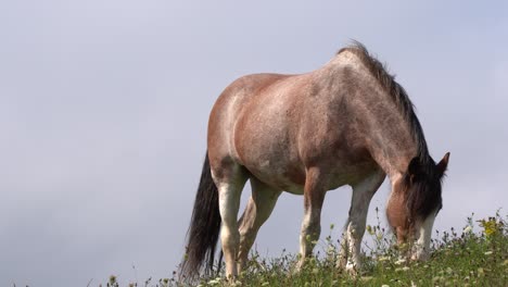 Under-a-magnificent-blue-sky,-you-can-admire-a-healthy-brown-horse-eating-grass
