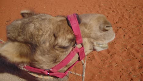 Eine-Nahaufnahme-Eines-Kamels-In-Einem-Roten-Geschirr,-Das-Sich-Im-Australischen-Outback-Entspannt