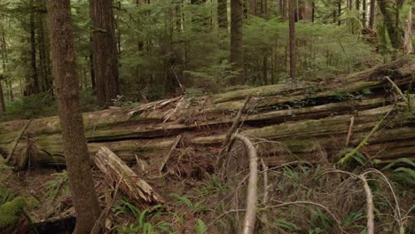 A-giant-western-red-cedar,-nurse-log-in-an-old-growth-forest-near-Port-Renfrew,-British-Columbia