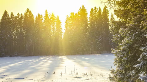 Static-shot-of-a-pine-tree-forest-beside-frozen-lake-with-sun-movement-along-with-white-clouds-at-daytime-in-timelapse