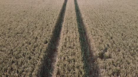 A-fast-low-to-the-ground-flyover-of-tracks-in-a-wheat-field