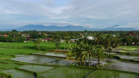 Campo-De-Arroz-Tropical-Con-Cocoteros-Sobre-El-Pueblo-En-Ubud-Bali-Al-Amanecer,-Antena