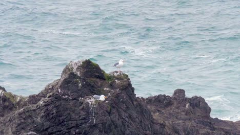 Family-of-nesting-seagull-birds-on-blue-ocean-jagged-coastline-wilderness
