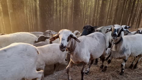 Nahaufnahme-Einer-Herde-Weißer-Schafe-Mit-Glocken,-Die-In-Einem-Wald-Mit-Hohen-Bäumen-Spazieren