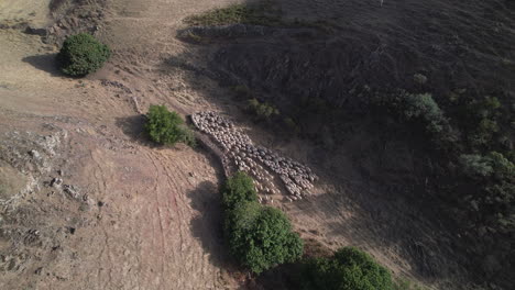 Drone-tracking-high-a-flock-of-white-sheep-during-daytime-transhumance-in-the-countryside