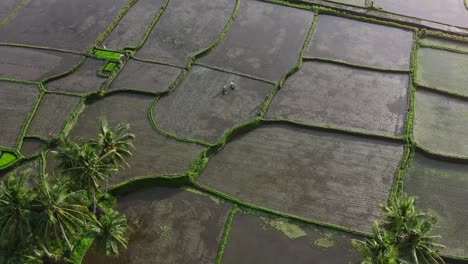 Locals-planting-rice-in-empty-tropical-field-after-harvest-in-Ubud-Bali-at-sunrise,-aerial