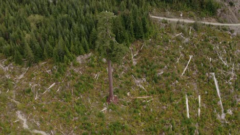 4K-drone-shot-of-Big-Lonely-Doug,-Canada's-2nd-largest-Douglas-fir-tree-near-Port-Renfrew,-British-Columbia