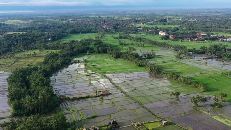 Aerial-panoramic-landscape-of-flooded-empty-rice-field-after-harvest-in-Ubud-Bali-at-sunrise