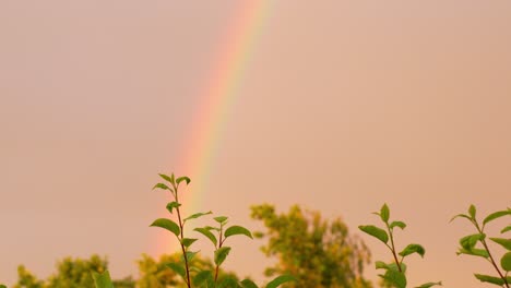 Camera-rise-revealing-a-beautiful-rainbow-behind-a-tree