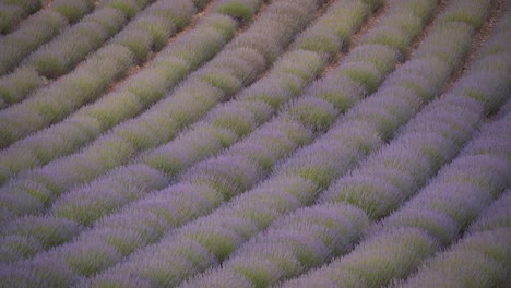Linien-Und-Texturen-Detail-Von-Lavendelfeldblumen,-Die-Sich-Im-Wind-In-Cuenca,-Spanien,-Während-Eines-Wunderschönen-Sonnenuntergangs-Mit-Weichem-Licht-Wiegen