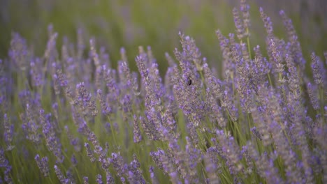 Detail-Der-Im-Wind-Wiegenden-Lavendelfeldblumen-Und-Bienen-In-Cuenca,-Spanien,-Während-Eines-Wunderschönen-Sonnenuntergangs-Mit-Sanftem-Licht
