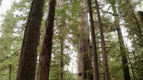 Low-flying-drone-push-toward-giant-western-red-cedar-in-an-old-growth-forest-near-Port-Renfrew,-British-Columbia