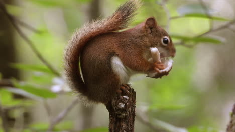 A-cute-red-squirrel-sits-on-branch-while-enjoying-munching-on-a-fresh-mushroom
