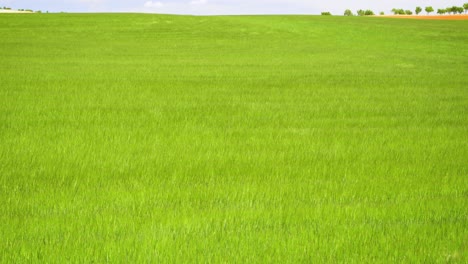 Grüne-Weizenfeldwellen,-Die-Von-Der-Sommerwindnatur-In-Zentralspanien-Bewegt-Werden