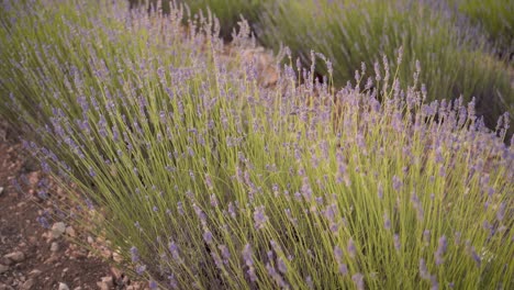 Zeitlupenaufnahme-Von-Lavendelfeldblumen,-Die-Sich-Im-Wind-In-Cuenca,-Spanien,-Während-Eines-Wunderschönen-Sonnenuntergangs-Mit-Weichem-Licht-Wiegen