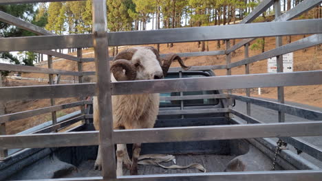 Lost-horned-sheep-in-the-trunk-of-a-pickup-truck-in-a-forest-during-the-day