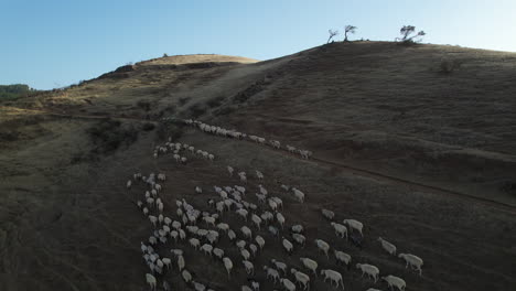 Circular-aerial-shot-of-sheep-climbing-a-hill-to-follow-their-flock-on-a-shady-hill-on-a-sunny-day
