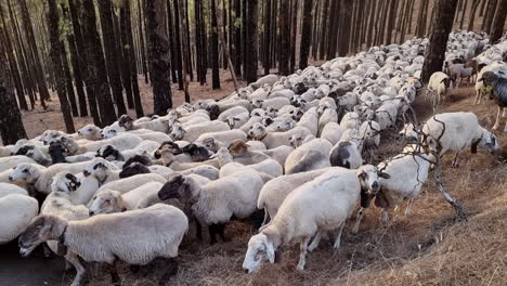 Smooth-shot-of-large-flock-of-white-sheep-standing-in-a-forest-of-tall-trees-in-the-daytime,-Galdar,-Canary-Islands