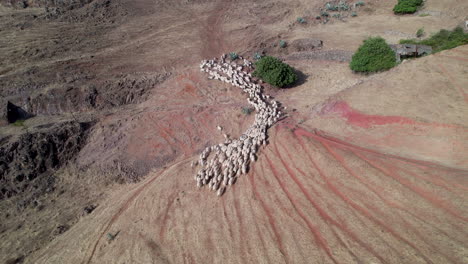 Aufschlussreiche-Aufnahme-Einer-Großen-Herde-Weißer-Schafe,-Die-Tagsüber-Auf-Dem-Land-Spazieren-Gehen