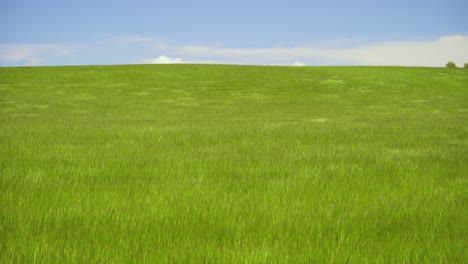 Grüne-Weizenfeldwellen,-Die-Vom-Sommerwind-Bewegt-Werden-Natur-In-Zentralspanien-Blauer-Himmel-Und-Weiße-Wolken