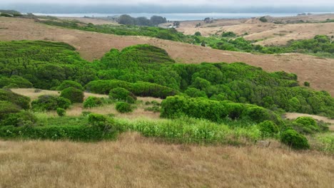 Tilt-Reveal-Shot-Of-Fantastic-Natural-Landscape,-Green-Heaven-On-Earth,-San-Francisco