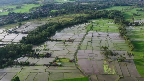 Aerial-landscape-of-rice-field-huts-in-Ubud-Bali-at-sunrise-with-sun-reflecting-off-the-flooded-farmland
