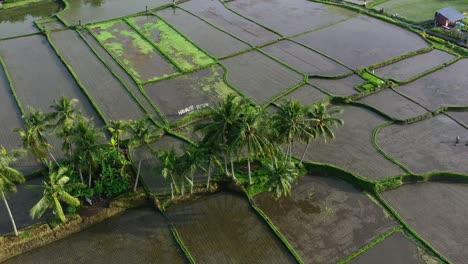 Tropical-coconut-trees-in-the-middle-of-empty-flooded-rice-field-in-Ubud-Bali-at-sunrise,-aerial