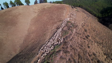 Circular-aerial-shot-of-a-sheep-flock-walking-up-a-sunny-mountaintop-trail