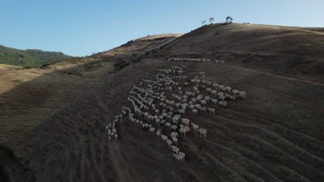 Aerial-view-of-a-large-flock-of-sheep-on-a-hillside-in-the-shade-during-the-day