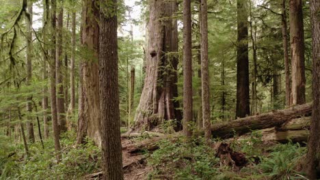 Low-flying-drone-push-toward-giant-western-red-cedar-in-an-old-growth-forest-near-Port-Renfrew,-British-Columbia-2