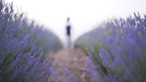 Back-view-of-young-woman-with-white-clothes-walking-in-Lavender-field-flowers-Swaying-in-the-wind-in-Cuenca,-Spain,-during-beautifull-sunset-with-soft-light