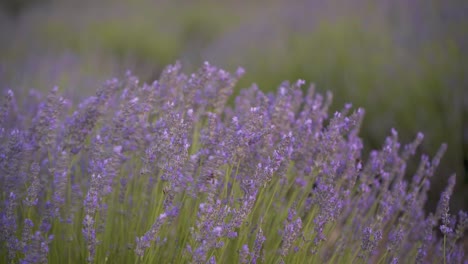 Detail-shot-of-bees-in-Lavender-field-flowers-Swaying-in-the-wind-in-Cuenca,-Spain,-during-beautifull-sunset-with-soft-light