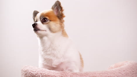 Close-up-video-of-a-happy-mini-fawn-and-white-colored-puppy-sitting-on-a-pink-cotton-mat-against-a-pink-wall