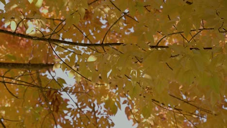 Herbstblätter-Wehen-Im-Wind-In-Oregon
