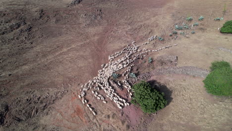 Drone-tracking-and-rapidly-flying-over-a-large-flock-of-white-sheep-during-the-daytime
