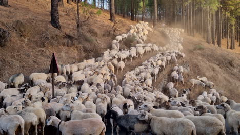 Large-flock-of-white-sheep-climbing-a-slope-in-a-daytime-forest-with-tall-trees