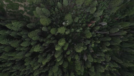 Rotating,-Spinning-Aerial-Bird's-Eye-View-above-Green-Pine-Tree-Forest