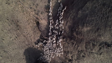 Bird's-eye-view-of-large-flock-of-white-sheep-walking-during-the-day-in-the-countryside