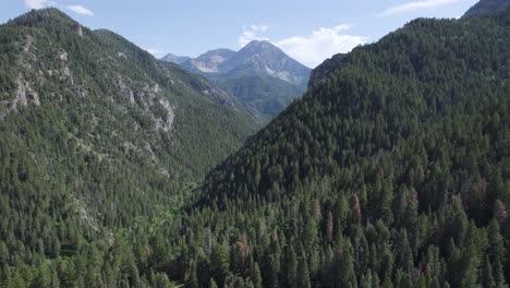 Bosque-De-Pinos-En-Las-Montañas-Wasatch-En-American-Fork-Canyon,-Utah