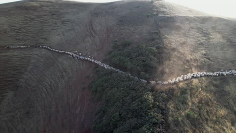 Aerial-view-of-a-sheep-flock-walking-along-a-narrow-trail-on-a-shady-mountain-during-the-day