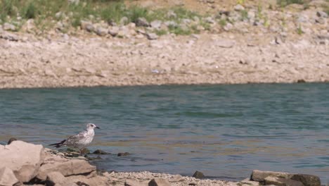 Gull-perched-on-the-shore-of-the-Blackfoot-Reservoir-in-Idaho