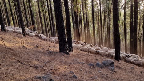 Large-flock-of-sheep-grazing-in-a-forest-with-tall-trees-in-the-daytime