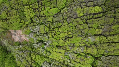 Overhead-Shot-Of-Fabulous-Green-Forest-Full-Of-Trees-Sided-By-Side,-San-Francisco