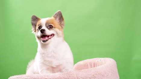 Miniaturfawn-Und-Weißer-Hund-In-Nahaufnahme,-Der-Amüsant-Und-Lebhaft-Aussieht,-Während-Er-Auf-Einem-Rosafarbenen-Teppich-Aus-Stoff-Vor-Grünem-Hintergrund-Ruht