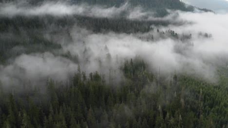 Un-Bosque-Antiguo-Con-Niebla-Baja-Que-Revela-Una-Plantación-De-Segundo-Crecimiento