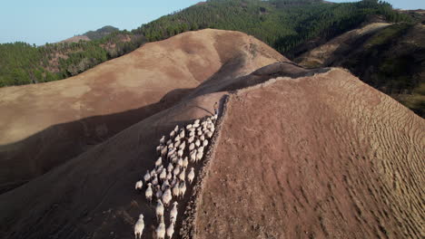 Aerial-view-of-a-shepherd-running-to-lead-his-flock-of-sheep-on-top-of-a-mountain-during-a-sunny-day