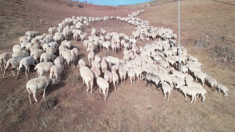 Drone-flying-low-to-track-and-direct-sheep-from-the-end-of-the-flock-during-the-day
